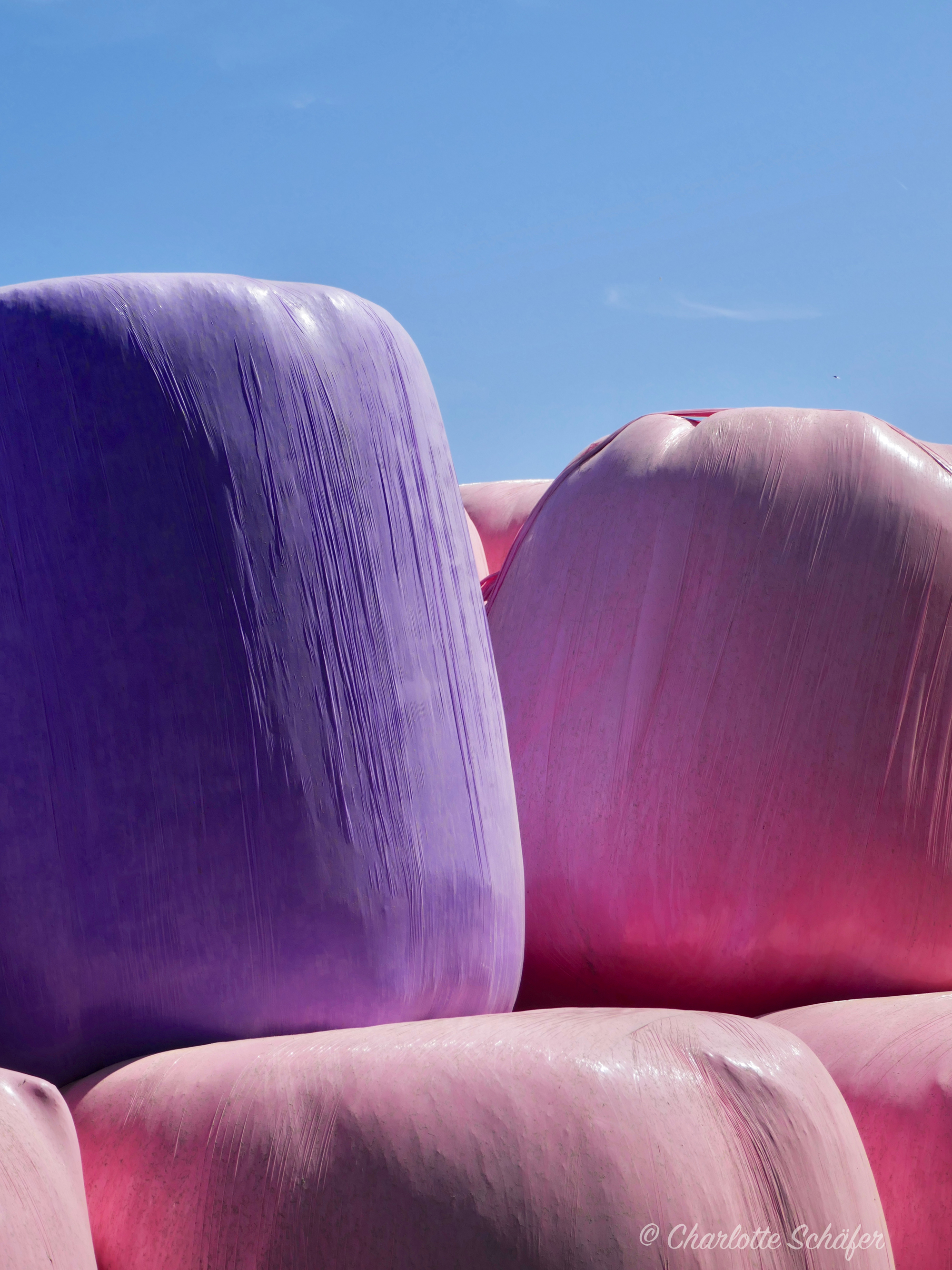 Pink Bales in Kent – Rosa für die Brustkrebsforschung